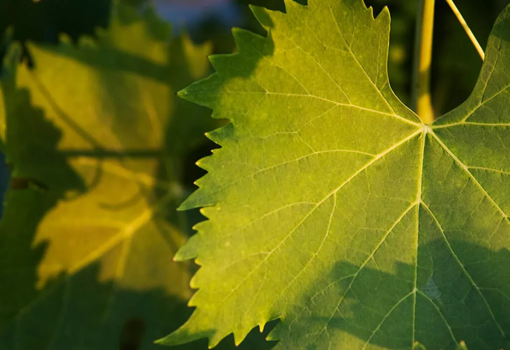 Campone Brunello