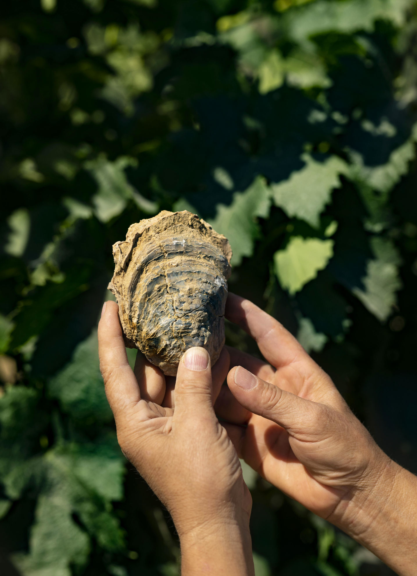 Tenuta Calimaia